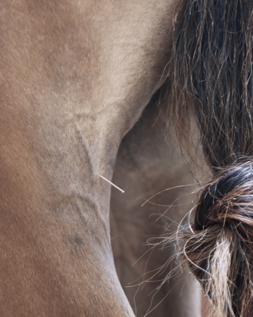 Akupunkturnadel am Pferdehinterbein