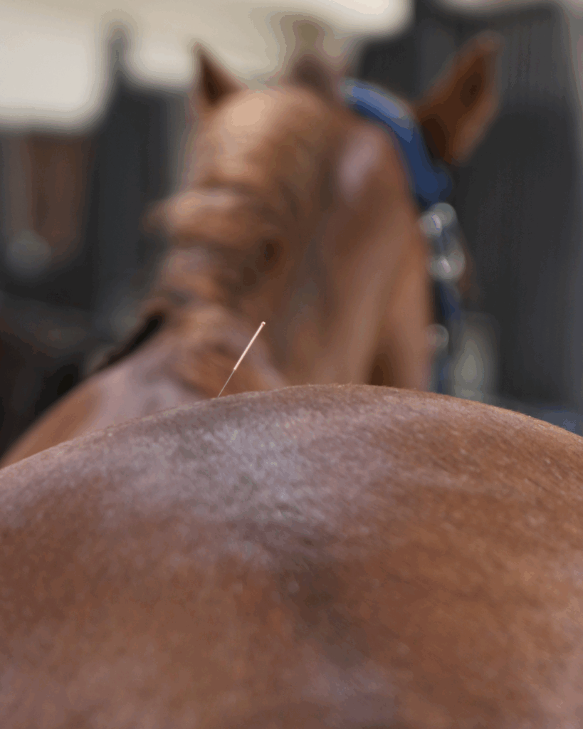 Akupunkturnadel im Pferderücken