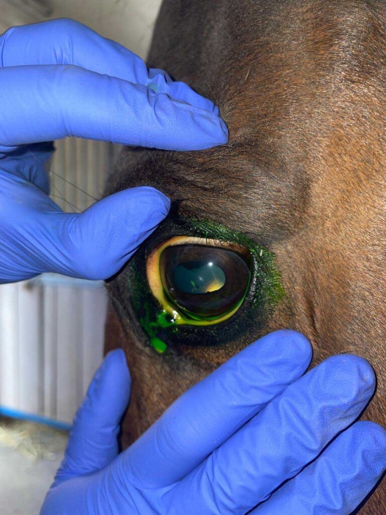 Augenuntersuchung Pferd