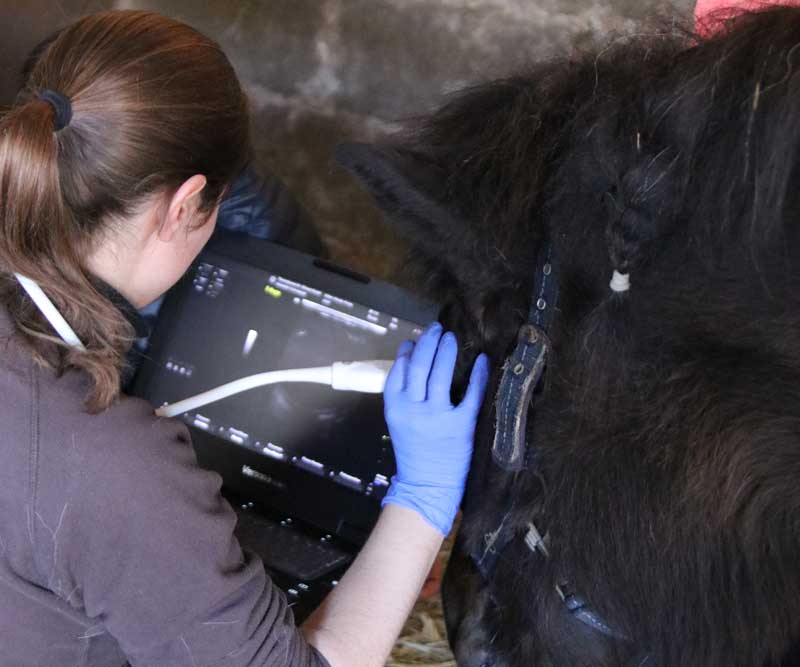 Ultraschalluntersuchung am Pferdeauge
